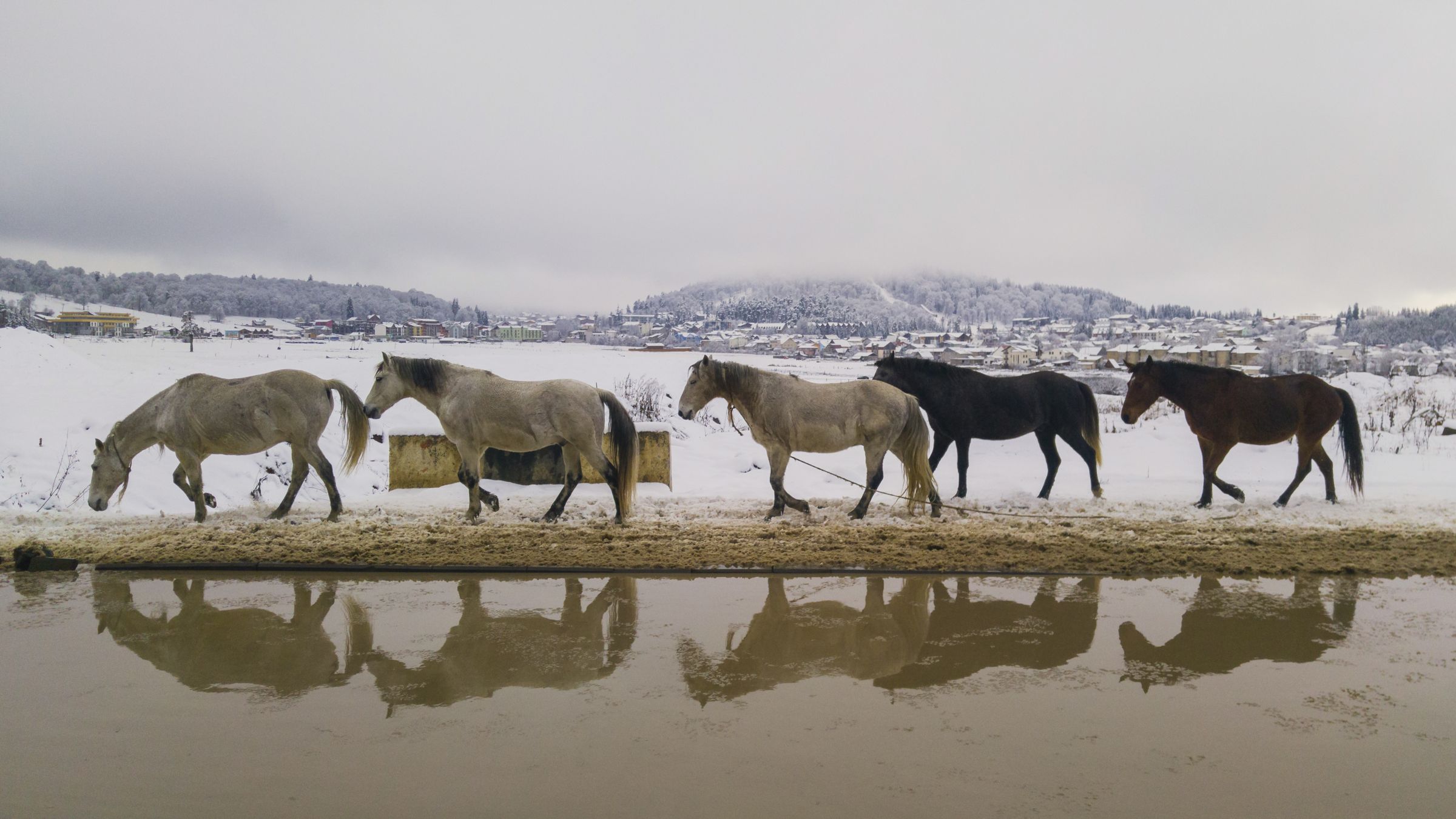 Horses standing in deep Bakuriani snow, timber houses behind, breath in the air.
