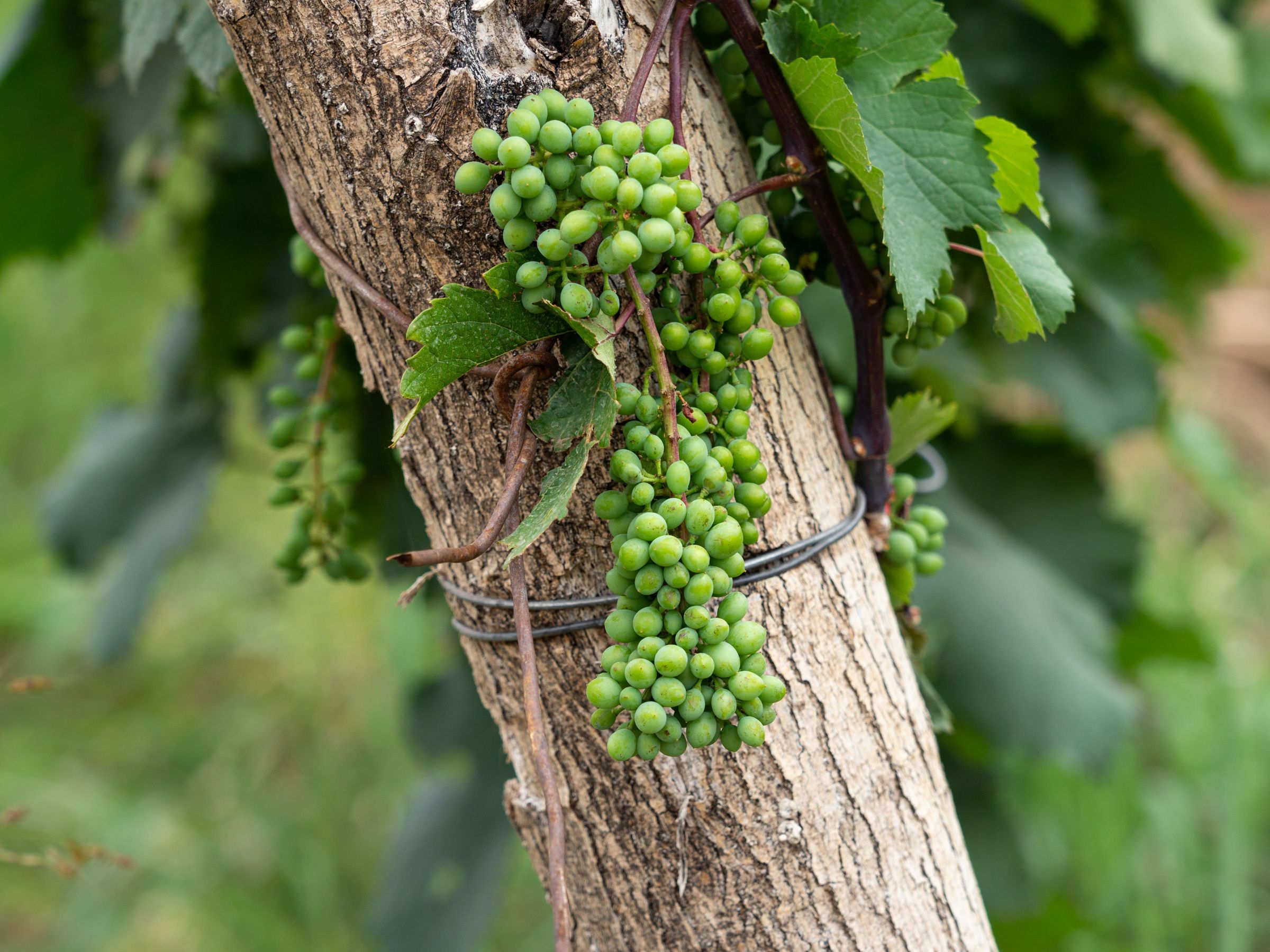 Close harvest of dark Saperavi grapes, bloom still on the skin.
