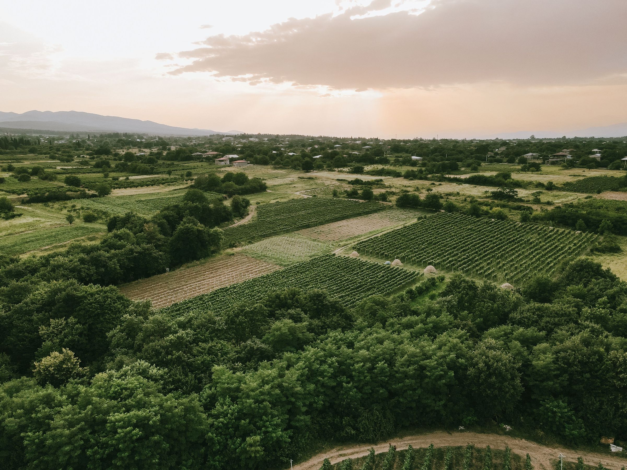 Aerial of Kakheti vineyards in long parallel rows, the Alazani valley floor held between pale mountains.